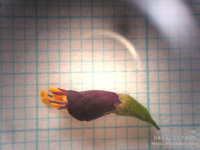 イタチハギ