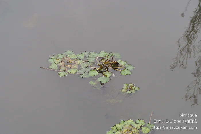ヒシの写真