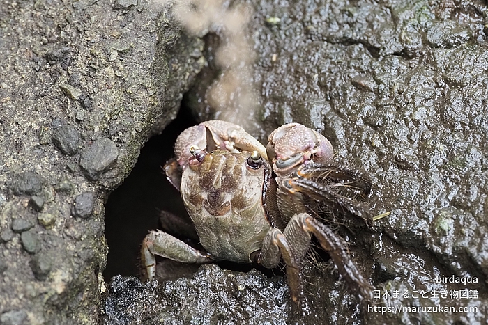 クロベンケイガニ