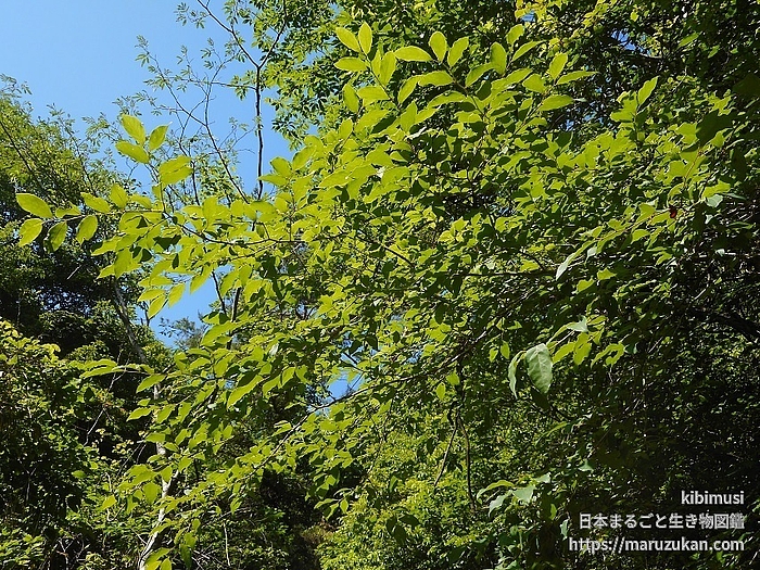 ヤマコウバシ