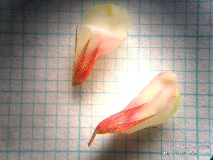 マキエハギ