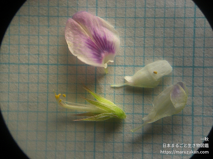 雑種