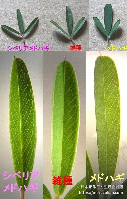 雑種