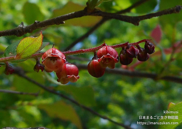 ナツハゼ（花）の写真