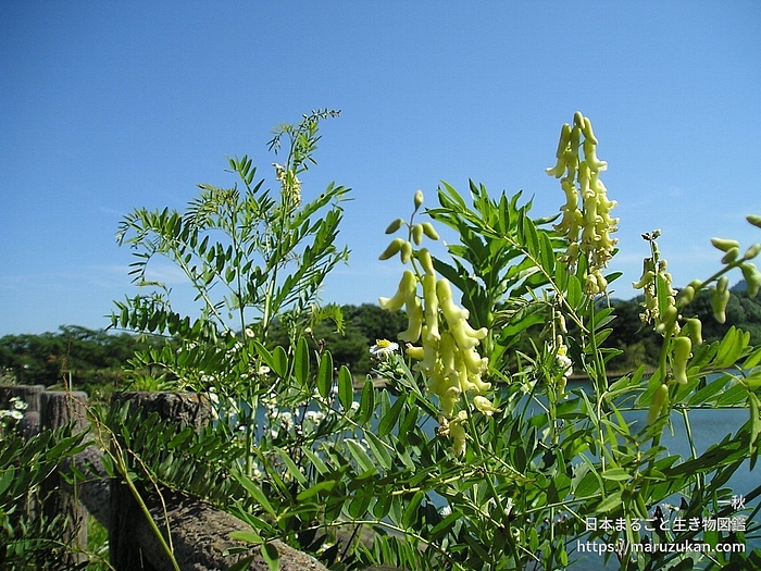 クララ