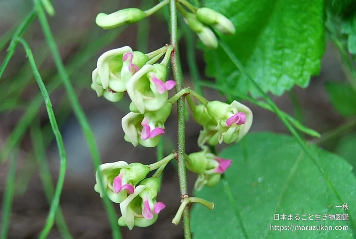 ホドイモ（花）の写真