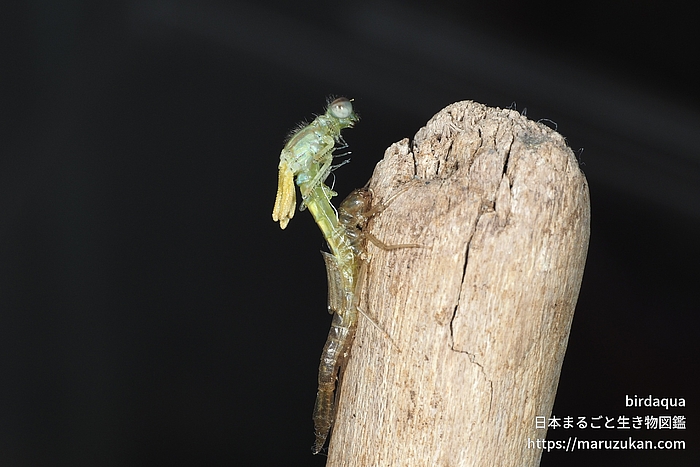 アオモンイトトンボ