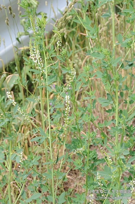 シロバナシナガワハギ