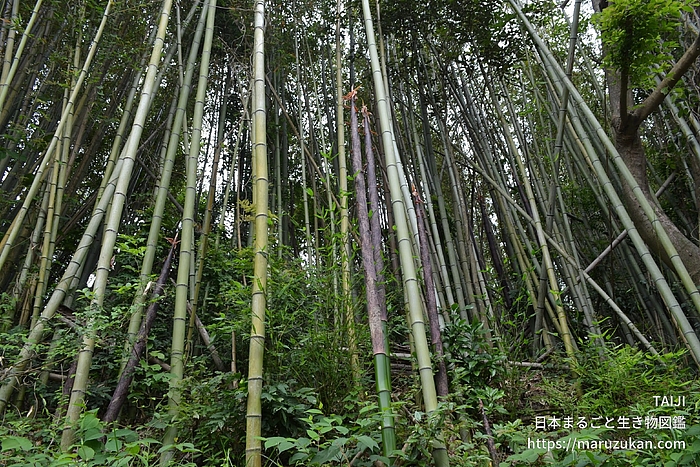 マダケ