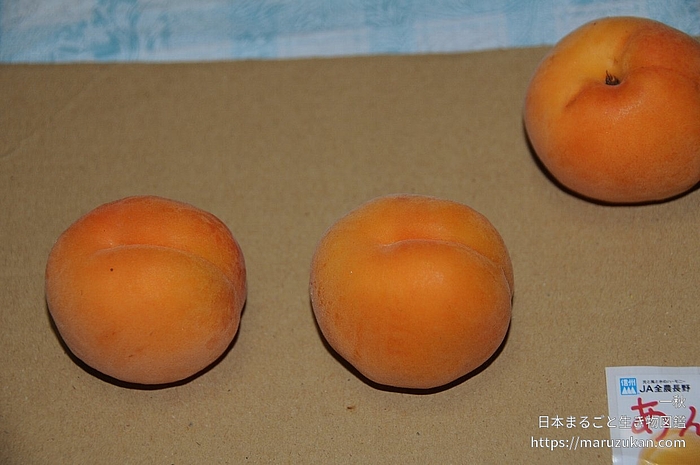 アンズ