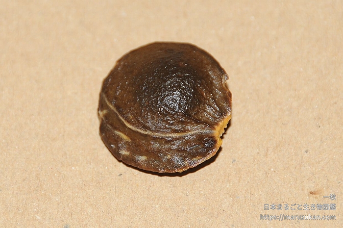アンズ