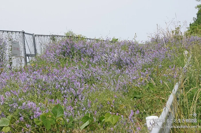 ナヨクサフジ（花）の写真