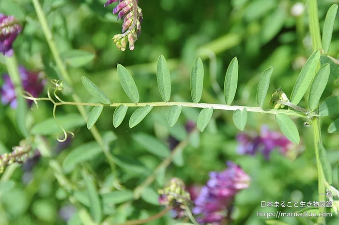 ナヨクサフジ（花）の写真