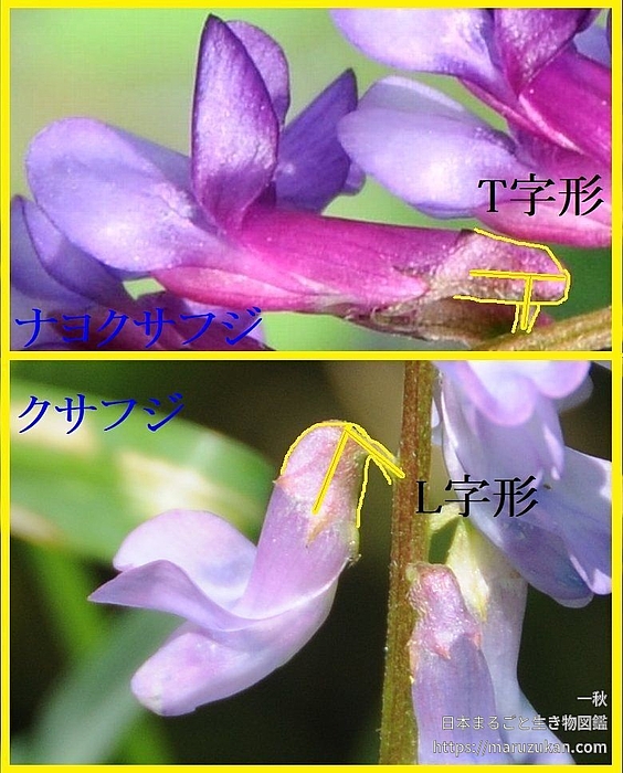 ナヨクサフジ