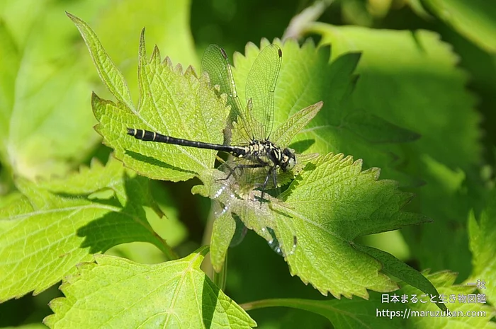 ヒメクロサナエ（成虫）の写真