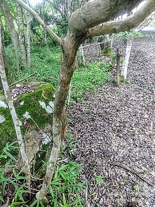 ネジキ