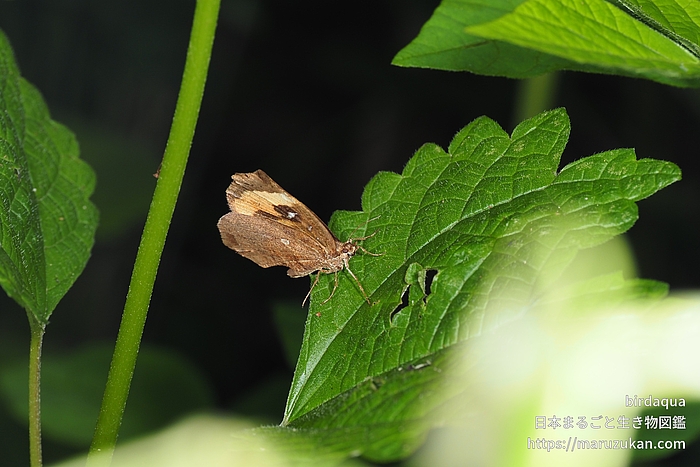 イカリモンガ