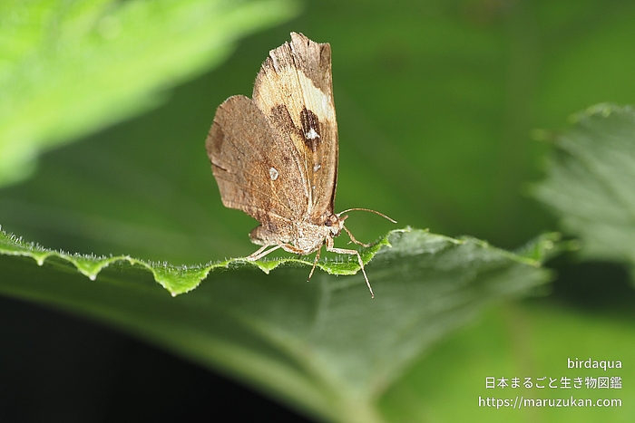イカリモンガ