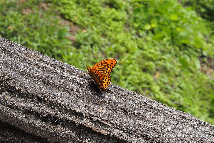 ミドリヒョウモン