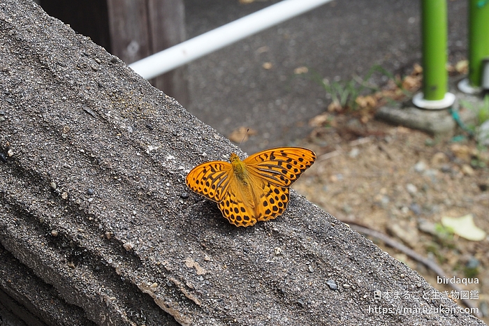 ミドリヒョウモン