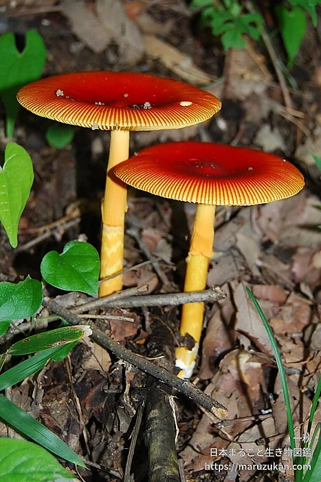 タマゴタケ（花・実以外）の写真