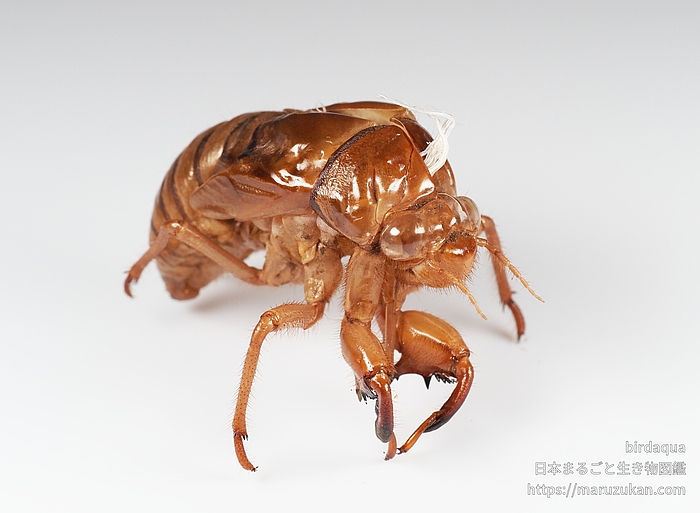 アブラゼミ