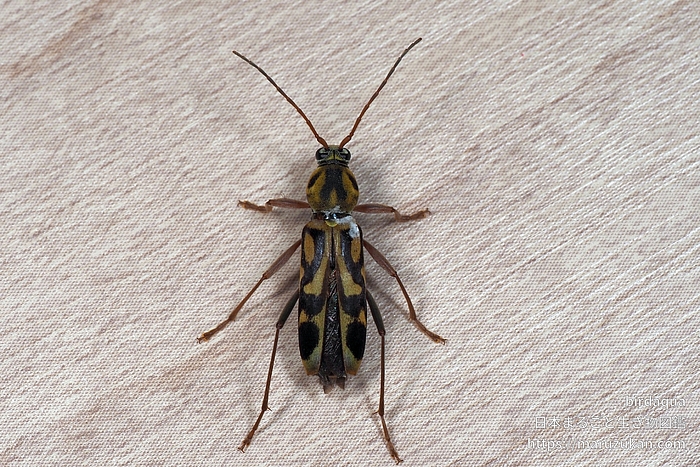 タケトラカミキリ