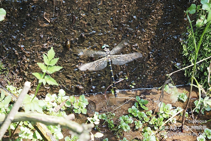 オニヤンマ