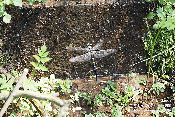 オニヤンマ
