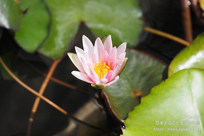 ジョアンナ･プリング