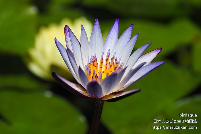 ムラサキシキブ