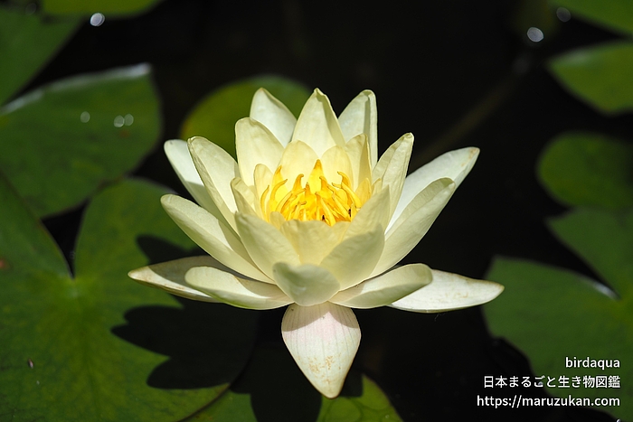 マリアセア・クロマテラ