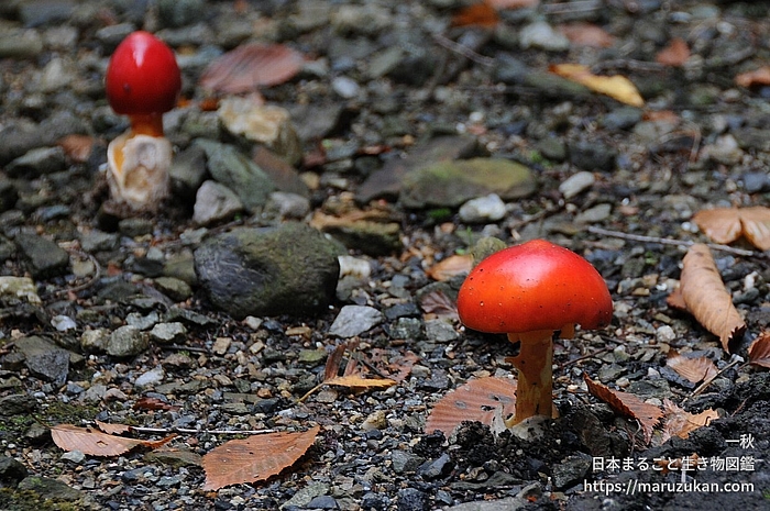 タマゴタケ