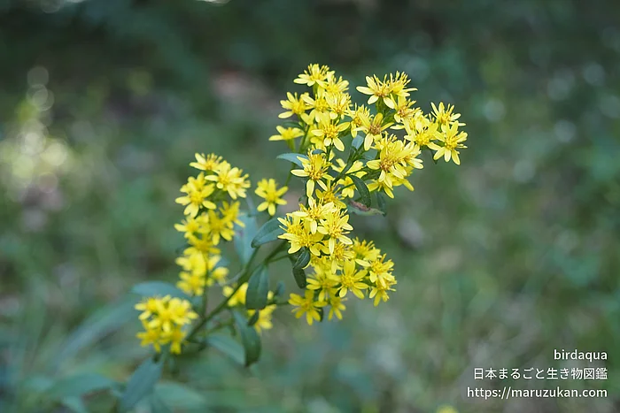 アキノキリンソウ（花）の写真