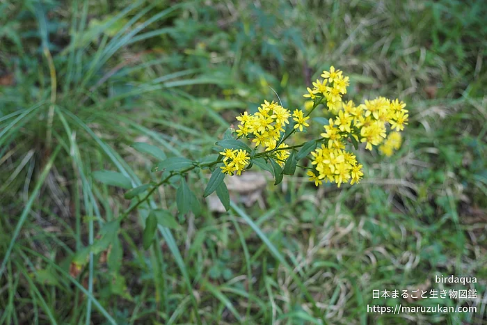 アキノキリンソウ（花）の写真