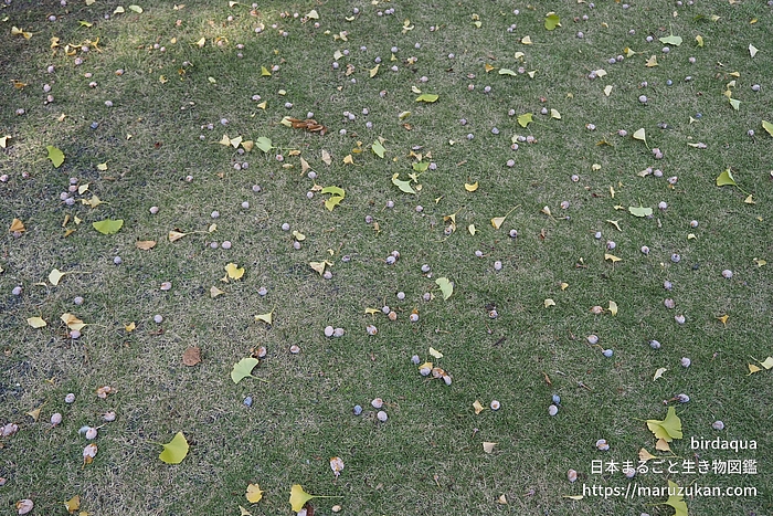 イチョウ