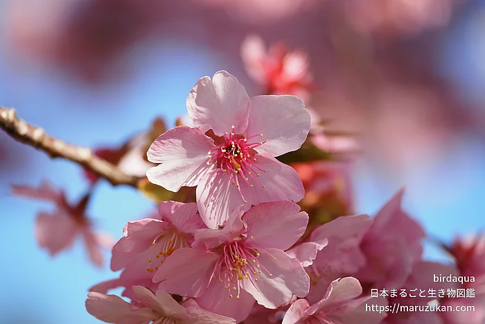カワヅザクラ（花）の写真