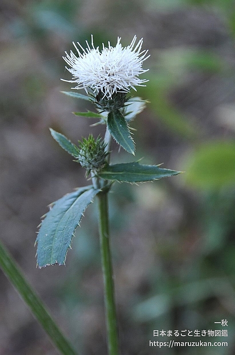 シロバナノハラアザミ