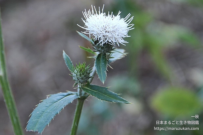 シロバナノハラアザミ