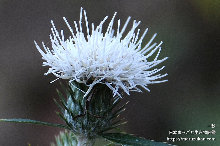 シロバナノハラアザミ