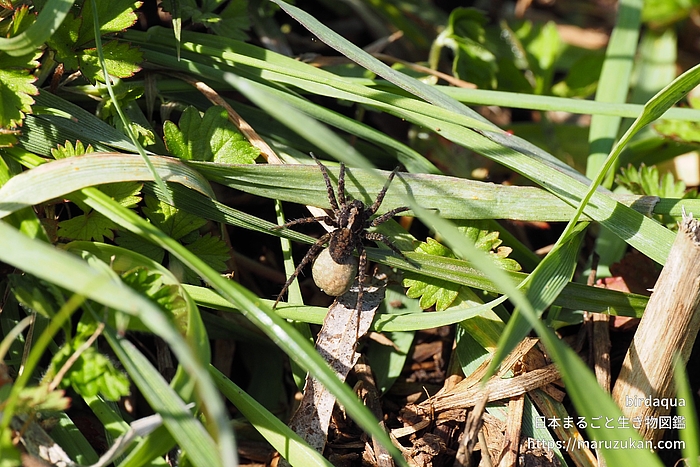 ウヅキコモリグモ