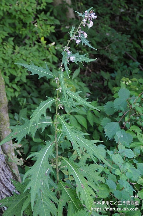 アズマヤマアザミ