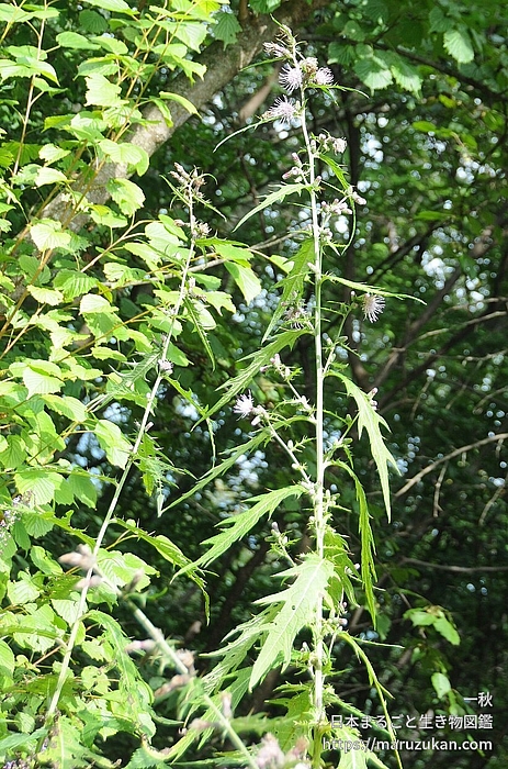 アズマヤマアザミ