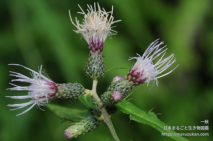 アズマヤマアザミ
