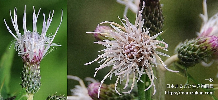 アズマヤマアザミ
