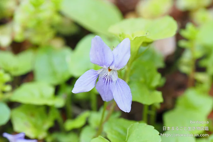 タチツボスミレ（花）の写真