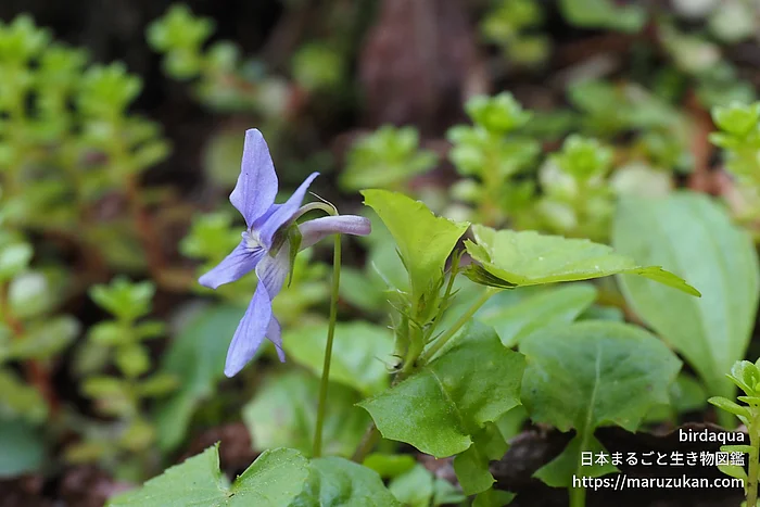 タチツボスミレ（花）の写真