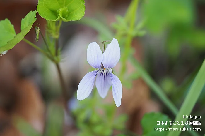 タチツボスミレ（花）の写真