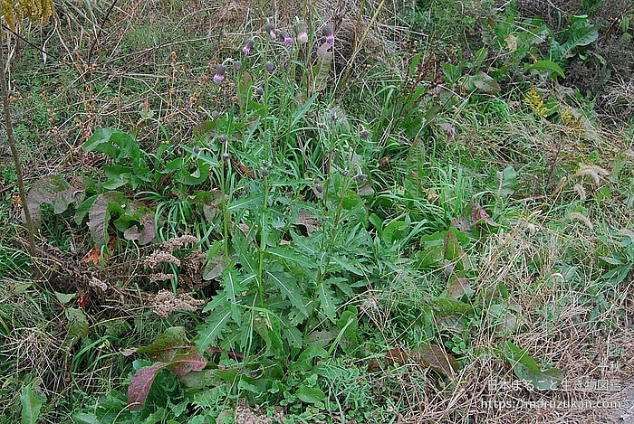 タカアザミ