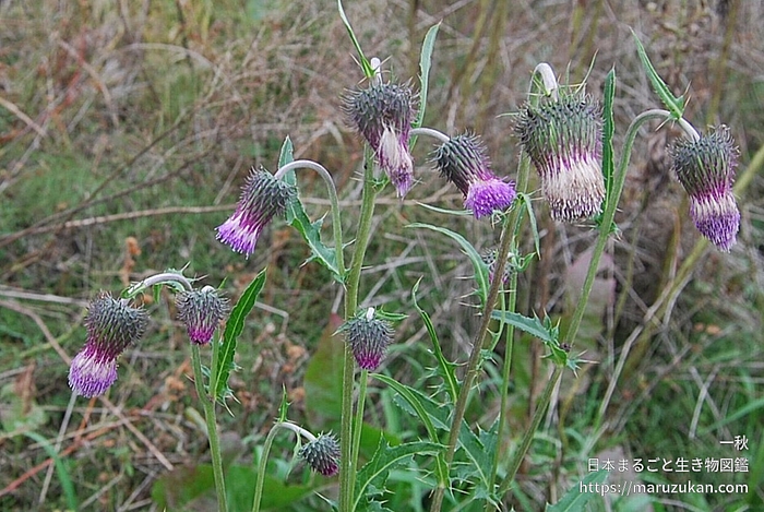 タカアザミ